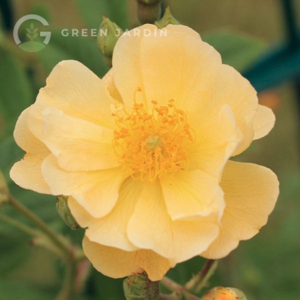 Sunny Siluetta (Санні Сілуе́тта) TR-0808 фото