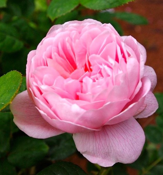 Cottage Rose (Ко́ттедж Роуз) TR-0594 фото