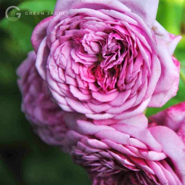 Durance Ancian Rosa (Дюра́нс Ансьйо́н Роза́) TR-0303 фото