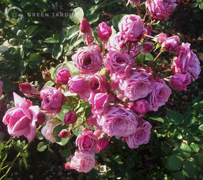 Durance Ancian Rosa (Дюра́нс Ансьйо́н Роза́) TR-0303 фото