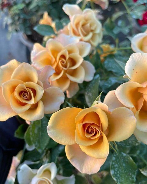 Honey Colorama (Хані Колора́ма) TR-0790 фото