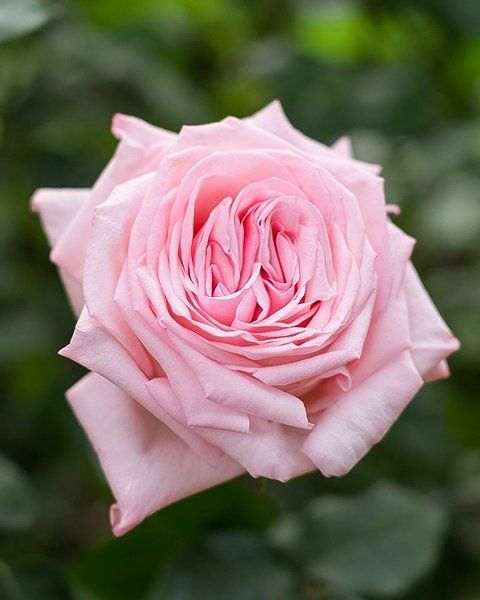 Pink O'Hara (Пінк О'Хара) TR-0347 фото