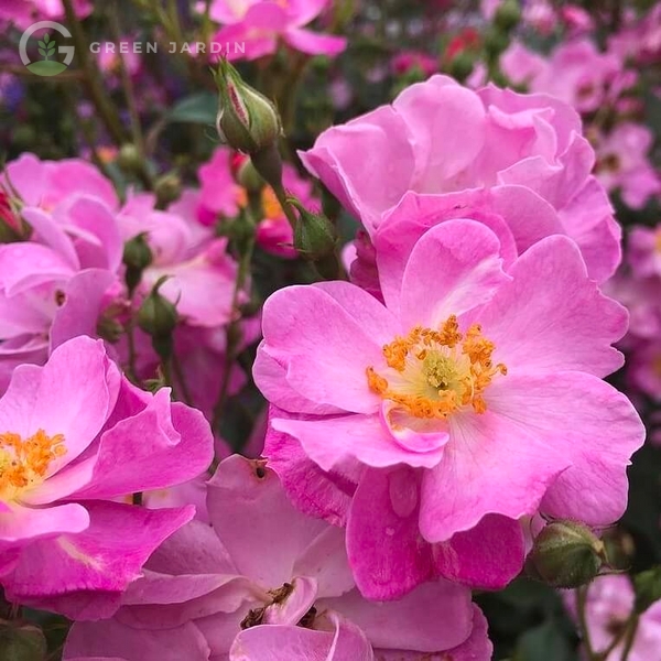 Lavender Dream (Лаве́нде Дрім) TR-0306 фото