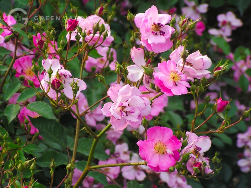 Lavender Dream (Лаве́нде Дрім) TR-0306 фото