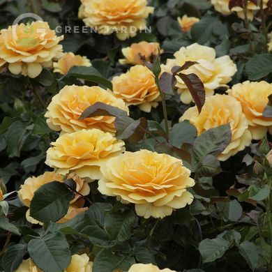 Amber Queen (Амбер Квін) TR-0895 фото