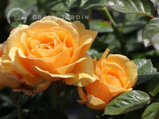 Amber Queen (Амбер Квін) TR-0895 фото