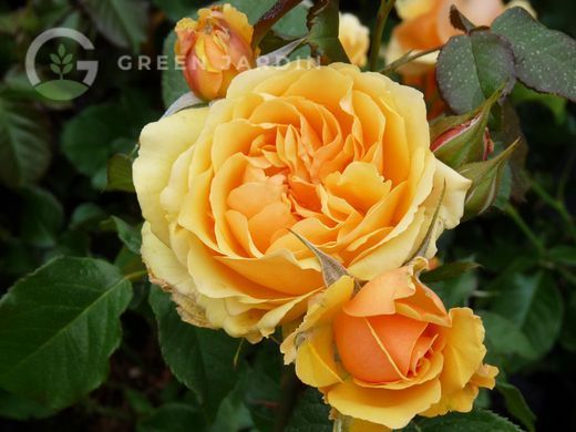Amber Queen (Амбер Квін) TR-0895 фото