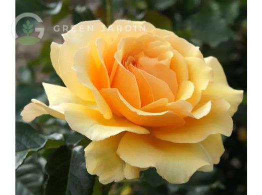 Amber Queen (Амбер Квін) TR-0895 фото
