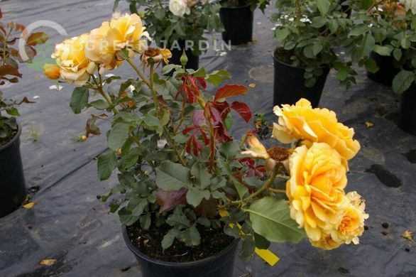 Amber Queen (Амбер Квін) TR-0895 фото
