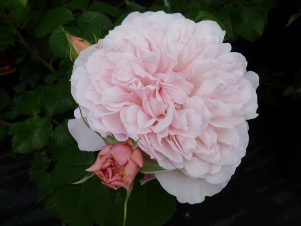 Rose de Tolbiac (Роз ду То́лбіак) TR-0126 фото