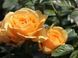 Amber Queen (Амбер Квін)