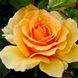 Amber Queen (Амбер Квін)