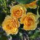 Amber Queen (Амбер Квін)
