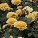 Amber Queen (Амбер Квін)