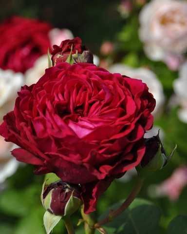 Купити Rose des 4 Vents (Роз ду Ке́тре Вон) в інтернет-магазині