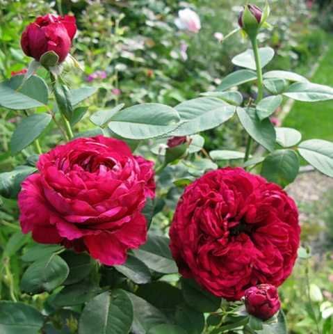 Купити Rose des 4 Vents (Роз ду Ке́тре Вон) в інтернет-магазині