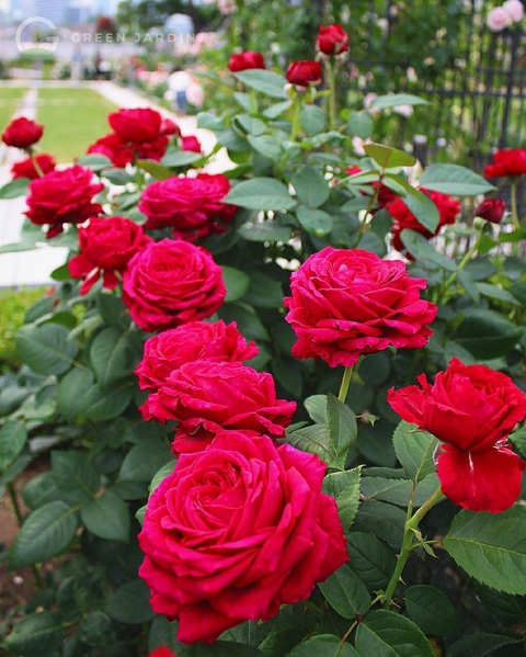 Rose des 4 Vents (Роз ду Ке́тре Вон) TR-0127 фото