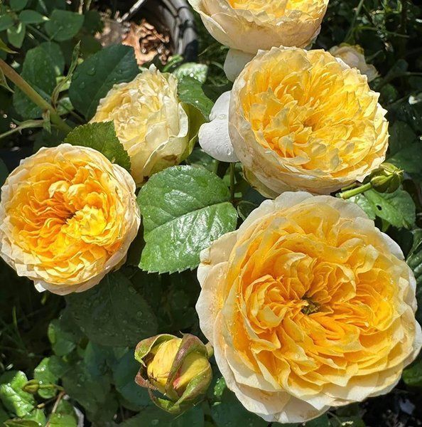 Vuvuzela Golden / Golden Vuvuzela (Вувузе́ла Го́лден) TR-0824 фото