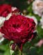 Rose des 4 Vents (Роз ду Ке́тре Вон)