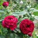 Rose des 4 Vents (Роз ду Ке́тре Вон)