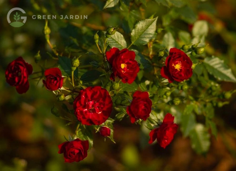 Red Cascade (Ред Каске́йд) TR-0259 фото