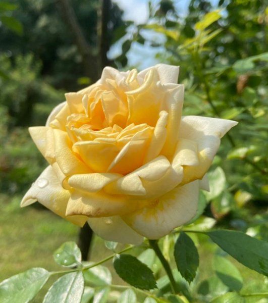 Khortytsia (Хортиця) TR-0844 фото