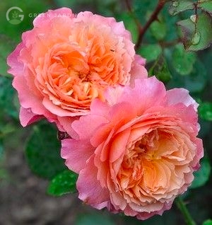 Rose de Gerberoy (Ро́з ду Же́рбєруа́) TR-0469 фото