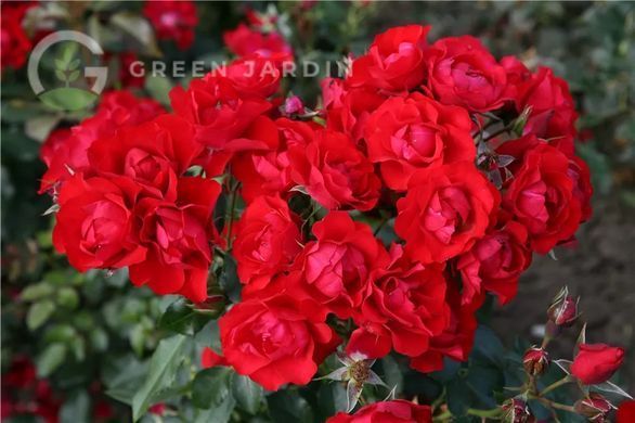 Black Forest Rose (Блек Форест Роуз) TR-0899 фото