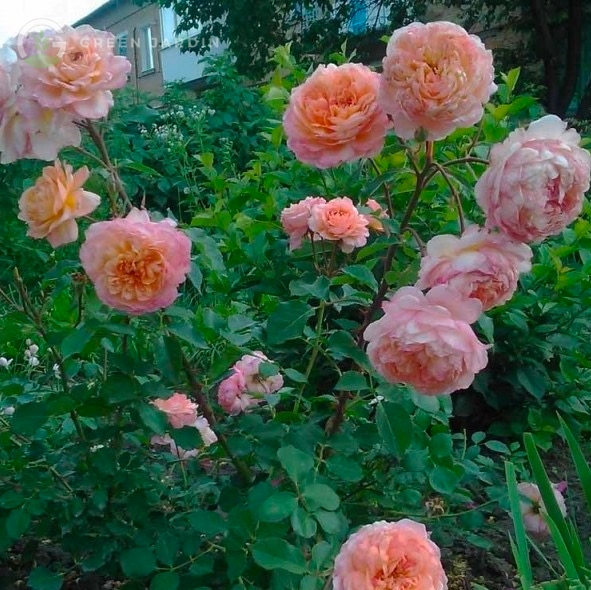 Rose de Gerberoy (Ро́з ду Же́рбєруа́) TR-0469 фото