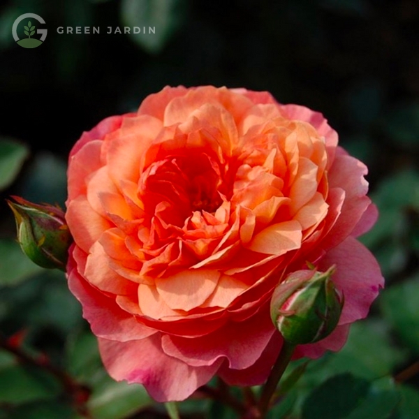 Rose de Gerberoy (Ро́з ду Же́рбєруа́) TR-0469 фото