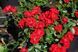 Black Forest Rose (Блек Форест Роуз)