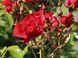 Black Forest Rose (Блек Форест Роуз)