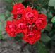 Black Forest Rose (Блек Форест Роуз)