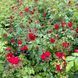 Black Forest Rose (Блек Форест Роуз)
