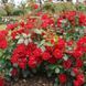 Black Forest Rose (Блек Форест Роуз)