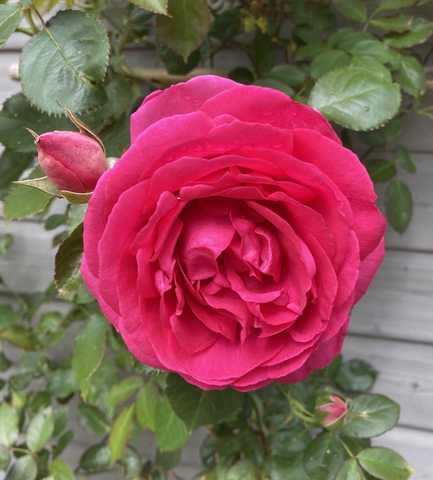 Cyclamen Pierre de Ronsard (Сікламе́н П'єр ду Ронсар) - Магазин відбірних  саджанців троянд