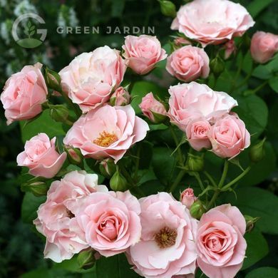 Bouquet de Mariee (Буке де Маріє) TR-0902 фото