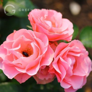Bouquet de Mariee (Буке де Маріє) TR-0902 фото