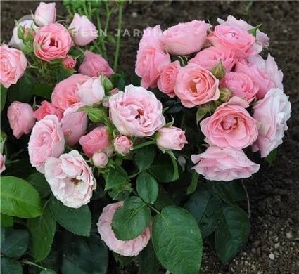 Bouquet de Mariee (Буке де Маріє) TR-0902 фото