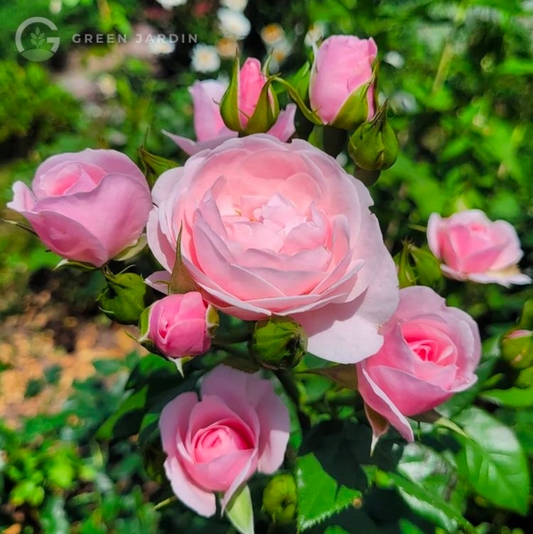 Hans Gonewein Rose (Ха́нс Гьо́невайн Ро́зе) TR-0314 фото