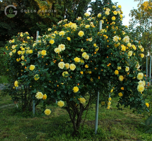 Lichtkönigin Lucia (Лі́хткьоніґін Луці́я) TR-0662 фото