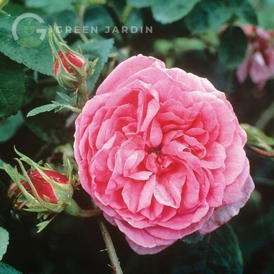 Centifolia (Сентіфолія) TR-0904 фото