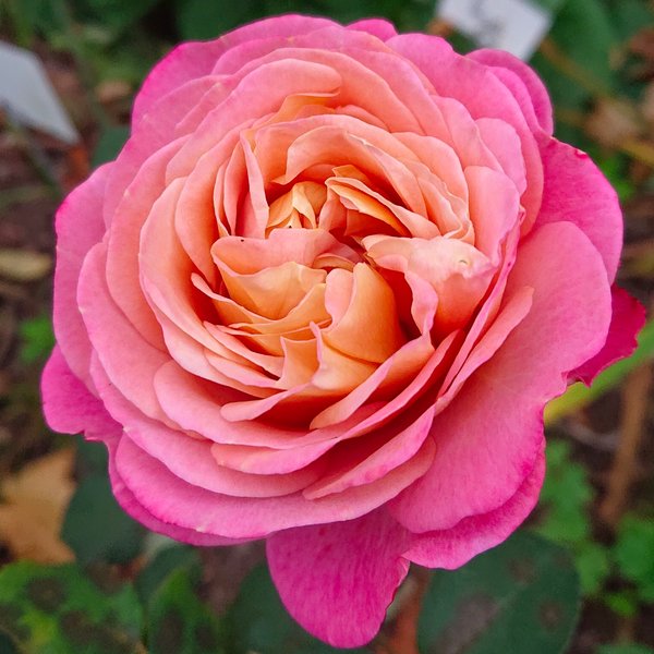 Centenaire de l'Haÿ-les-roses (Сонтуне́р ду Ля́ілє-роз) TR-0316 фото