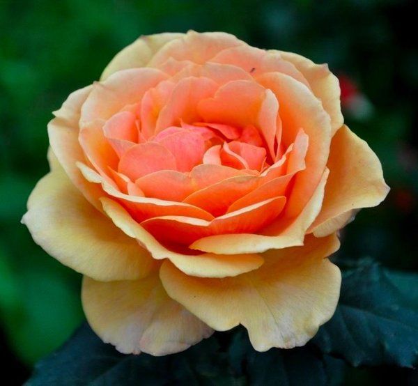 Pride of Cheshire (Прайд оф Че́шие:р) TR-0558 фото