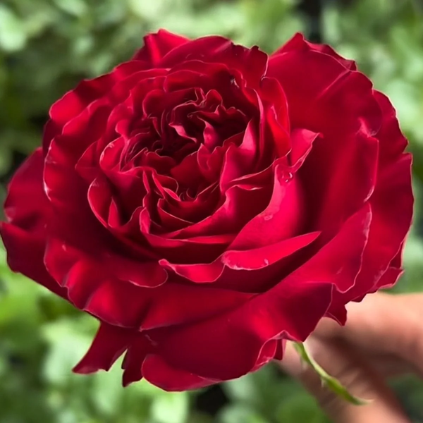 Mayra's Red (Ма́йрас Ред) TR-0875 фото