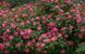 Cyclamen La Sevillana (Сікламен Ла Севільяна)