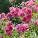 Cyclamen La Sevillana (Сікламен Ла Севільяна)