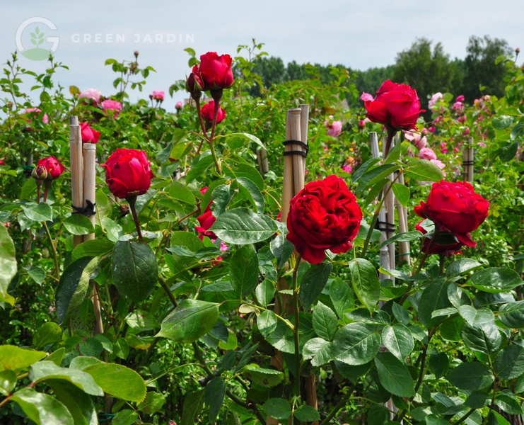 Red Eden / Red Pierre (Ред Е́ден / Ред П'є́р) TR-0678 фото