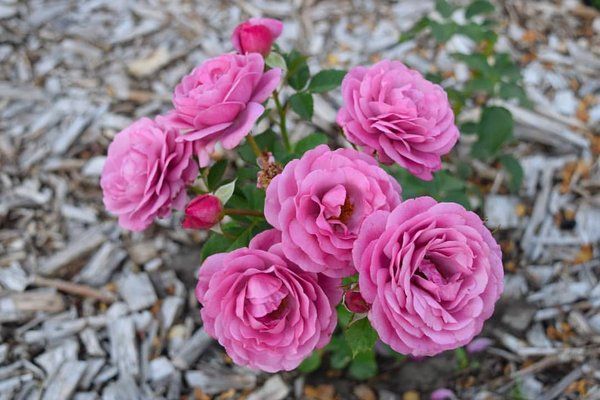 Rose Thelma (Роз Тельма) TR-0327 фото
