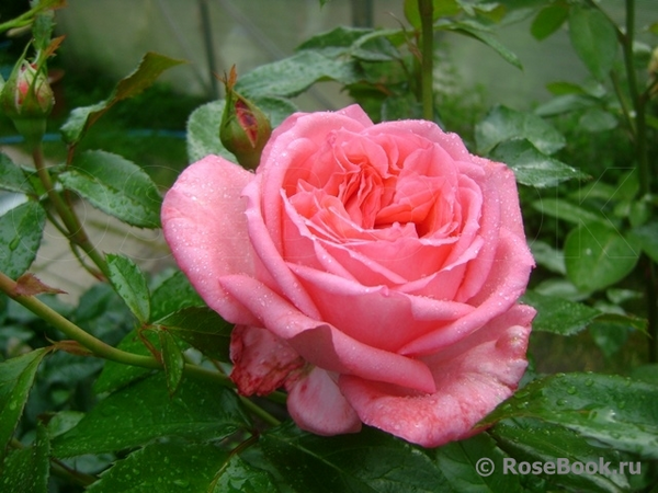 La Rose de Molinard (Ля Роз ду Моліна́р) TR-0091 фото